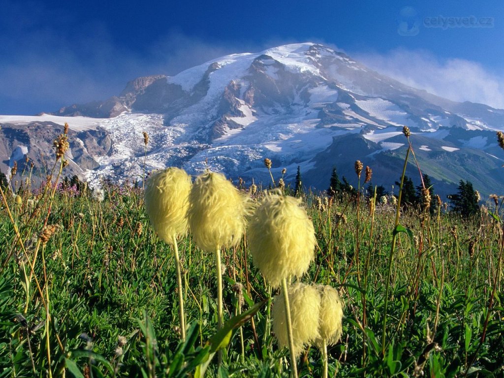 Foto: Wildflowers, Mount Rainier National Park, Washington