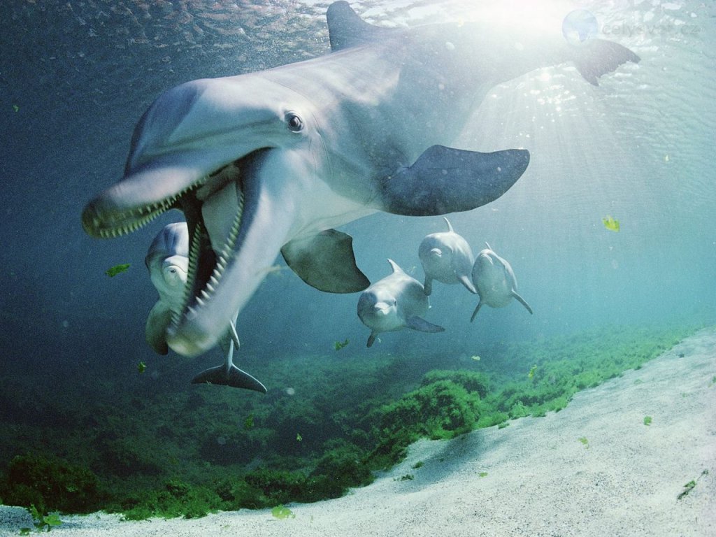 Foto: Bottlenose Dolphins, Hawaii