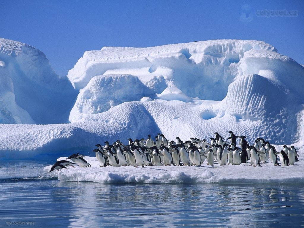 Foto: Adelie Penguins In Hope Bay, Antarctica