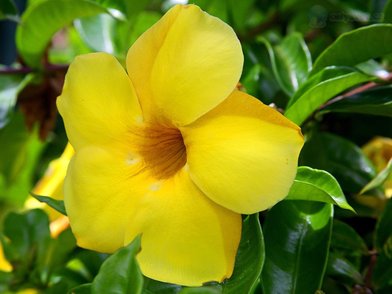 Foto: Allamanda Flower, Oahu, Hawaii