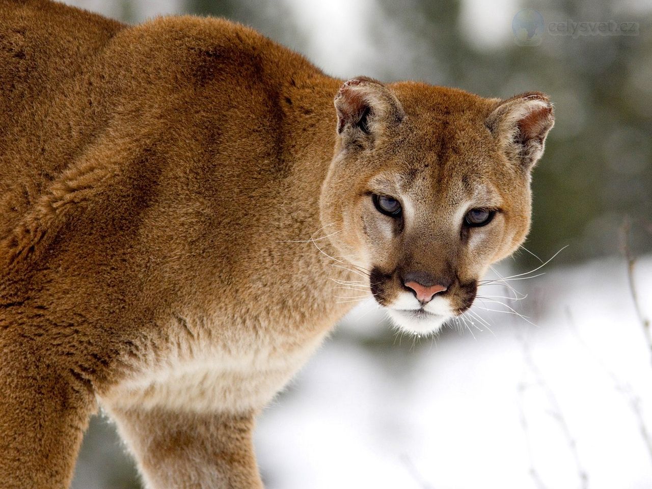 Foto: Cougar In Winter, Montana