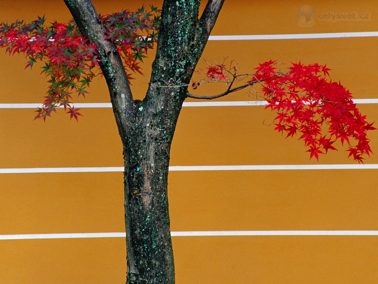 Foto: Japanese Maple, Kyoto, Kinki, Japan