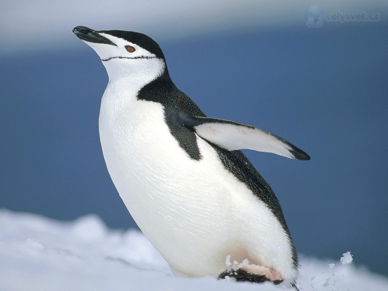 Foto: Chinstrap Penguin, Half Moon Island, South Shetland Islands, Antarctica