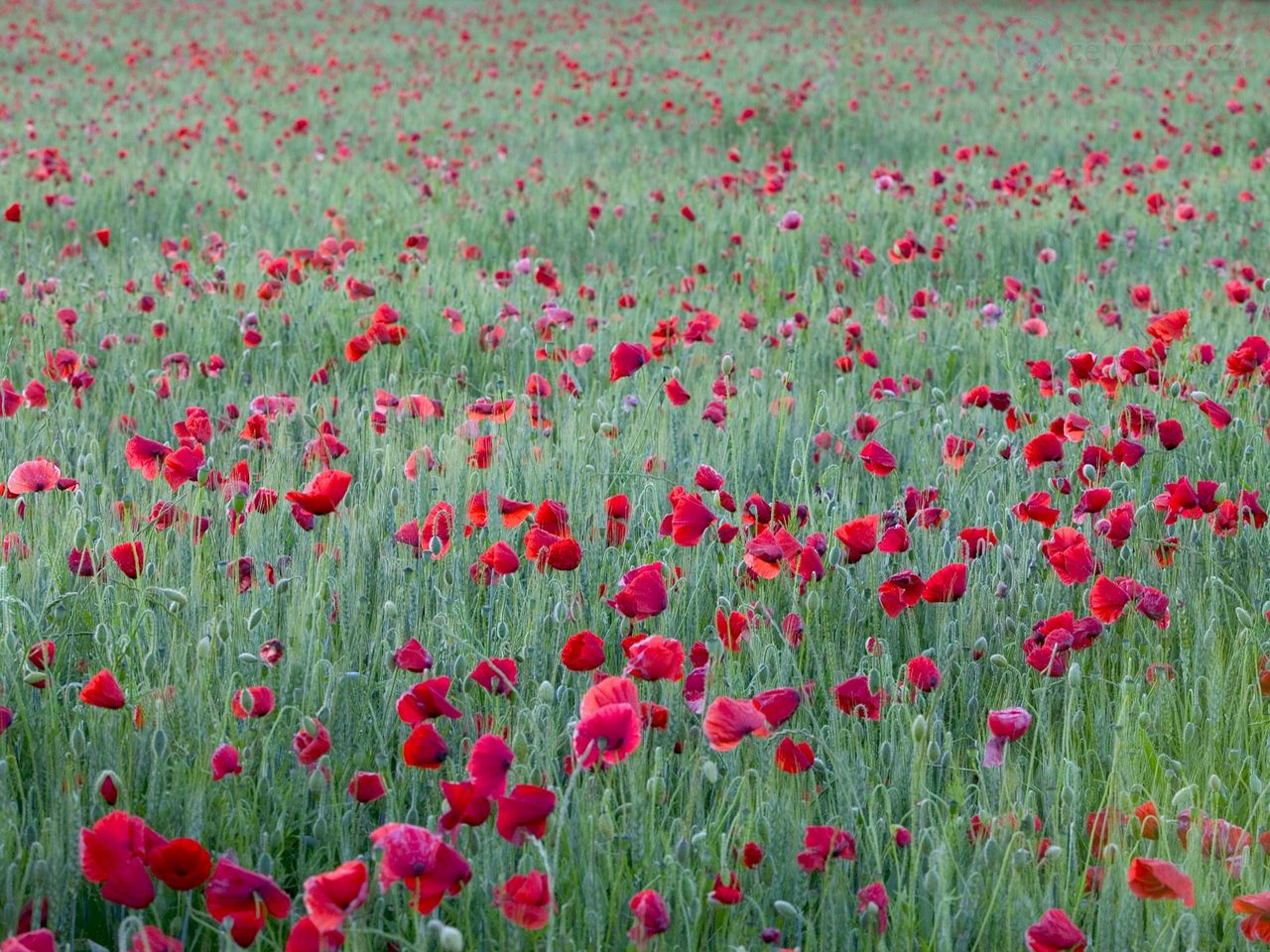 Foto: Red Poppies, Yonne, France