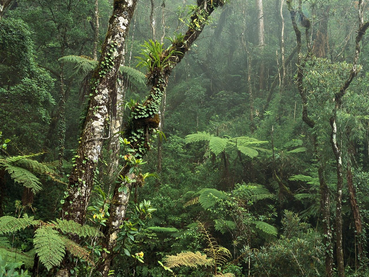 Foto: Montane Rainforest, Mount Kinabalu National Park, Borneo