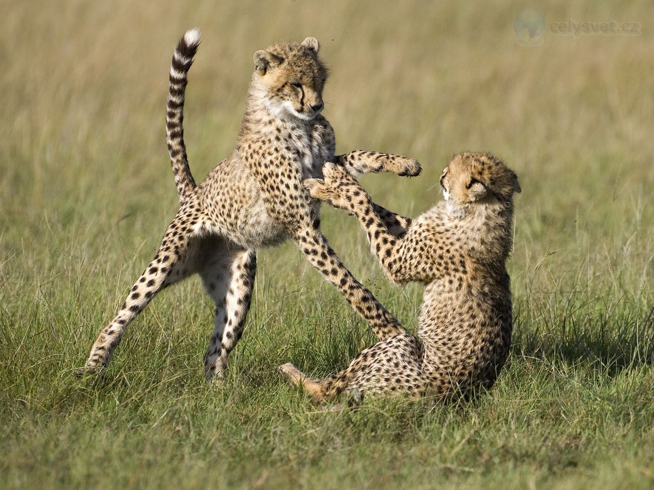 Foto: Playful Cheetahs, Masai Mara National Reserve, Kenya