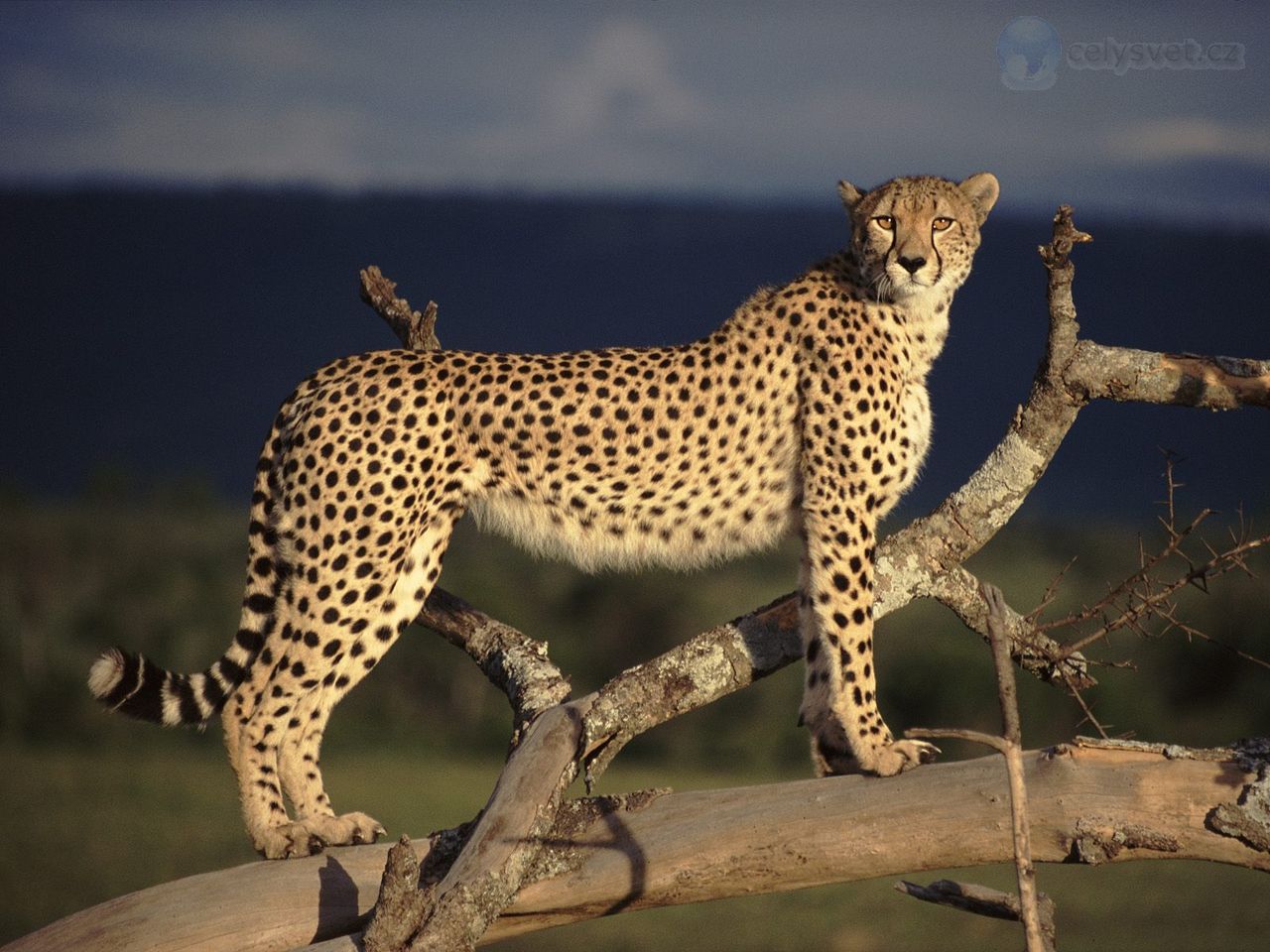 Foto: Female Cheetah On The Lookout, Masai Mara, Kenya