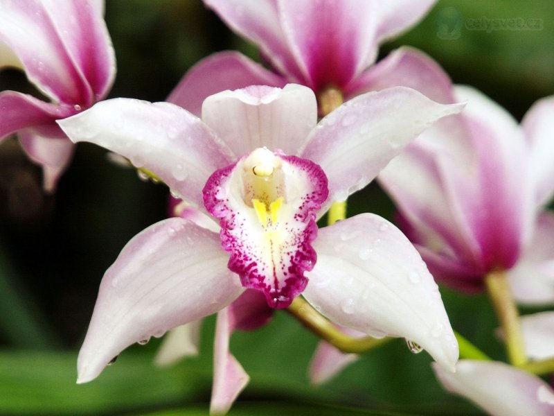 Foto: Orchids, Callaway Gardens, Georgia