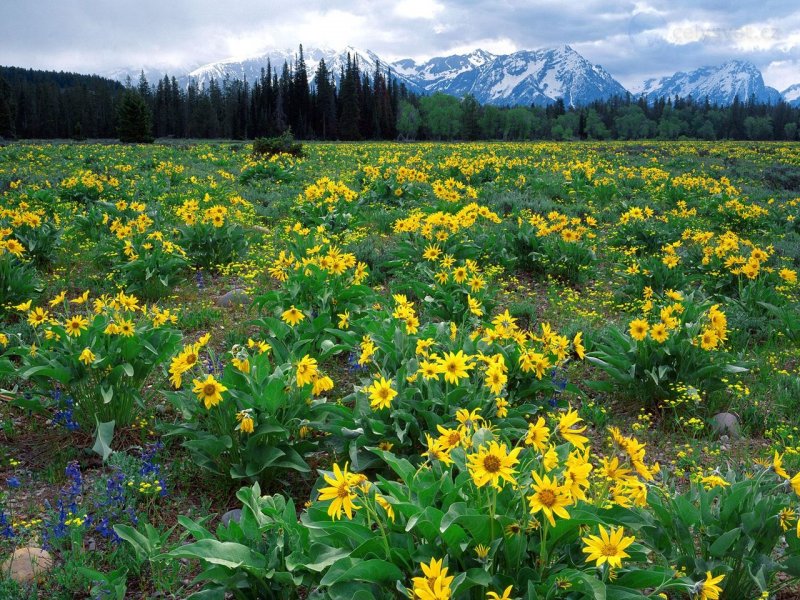 Foto: Field Of Arrowleaf Balsamroot And The Teton Range, Wyoming