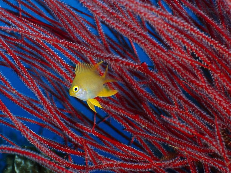 Foto: Golden Damselfish In Front Of Red Sea Fan, Papua New Guinea