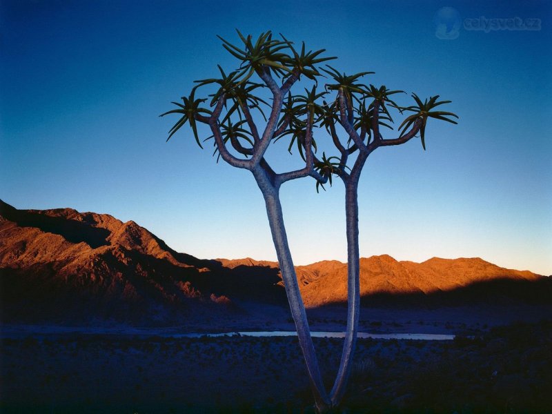 Foto: Quiver Tree At Orange River, Kokerboom, Namibia, Africa