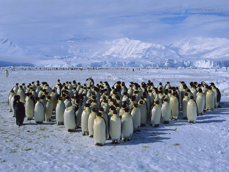 Foto: Emperor Penguin Colony, Cape Roget, Ross Sea, Antarctica