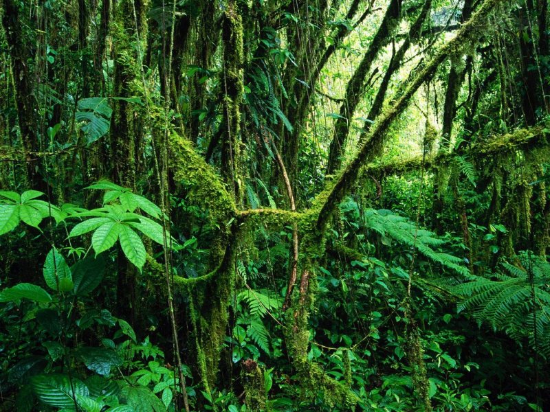 Foto: Monteverde Rainforest, Costa Rica