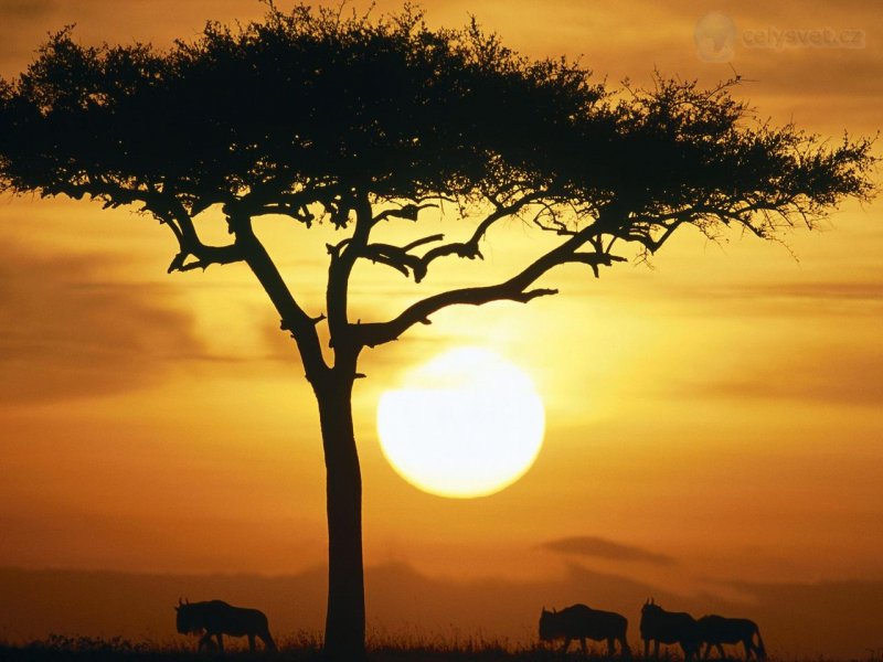 Foto: Blue Wildebeests At Sunrise, Masai Mara, Kenya