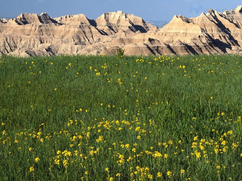 Foto: Wildflowers, Badlands National Park, South Dakota